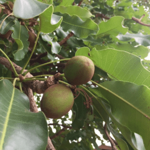 Shea leaves