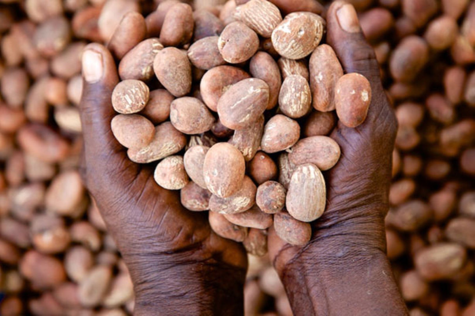 Shea nuts in hands