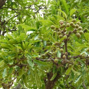 Shea tree and shea nuts