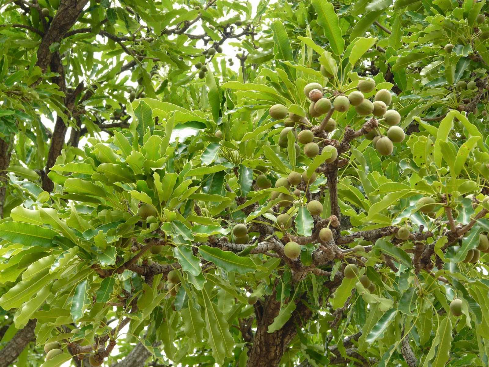 Shea tree and shea nuts