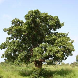 Vitellaria paradoxa shea tree